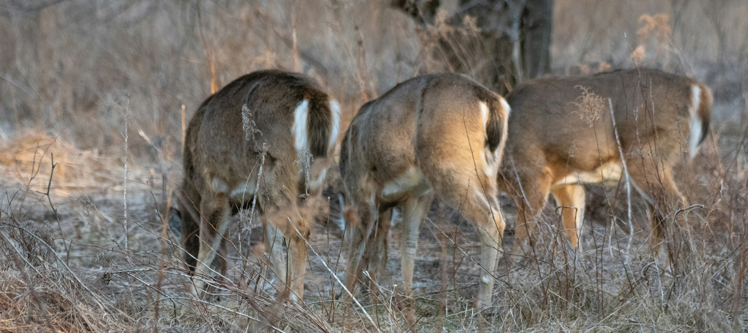 Deer Hunting in Georgia