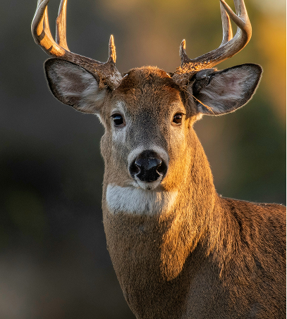 Whitetail Deer Hunts