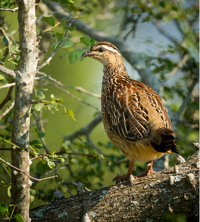 Quail Hunts