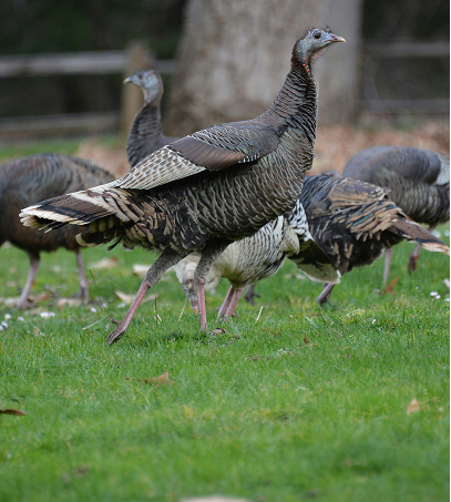 Turkey Hunts